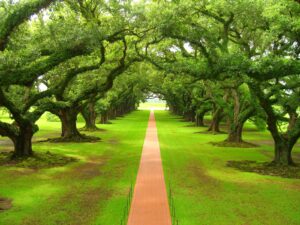 OAK Performance, consultoria empresarial para micro, pequenas e médias empersas